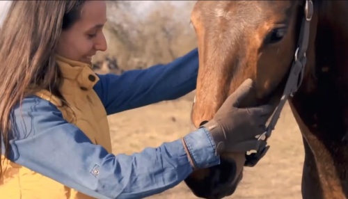Чему можно научиться у лошади?
