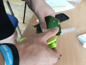 Фотосинтез в разных лучах спектра методом Серебрякова в «diсенциуме» 